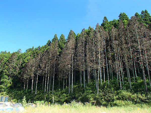 津波により海水（塩）を被った木は枯れた